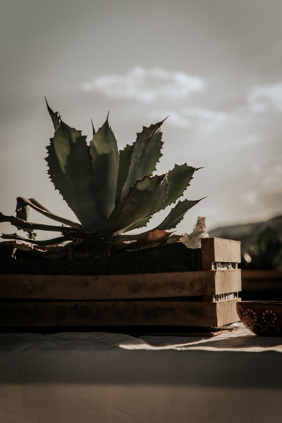 Piezas de agave listas para procesar