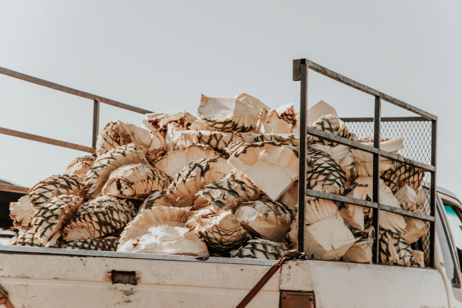 Transporte del agave al palenque