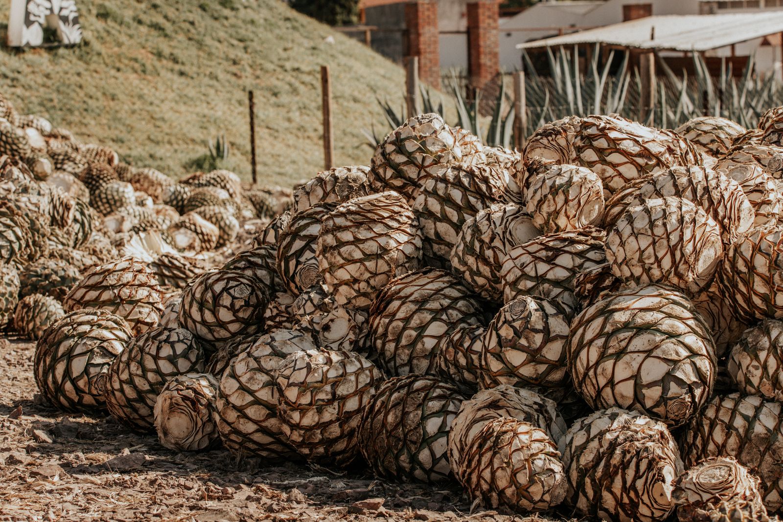 Piñas de agave recién cosechadas
