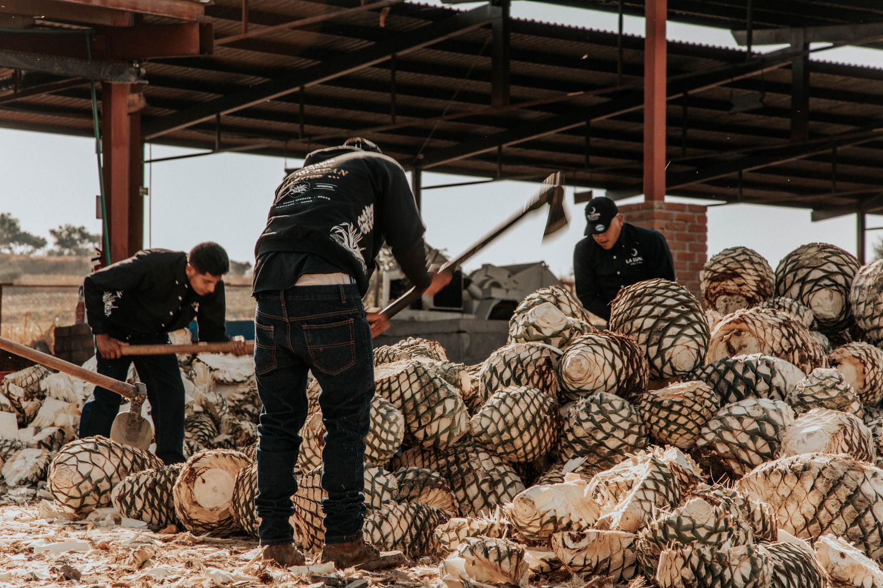 Corte y selección de piñas de agave